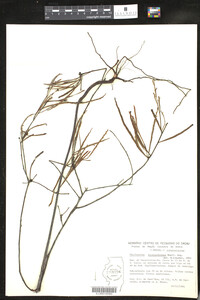 Image of Phyllanthus klotzschianus