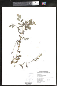 Image of Phyllanthus leptoclados