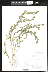 Image of Phyllanthus matsumurae