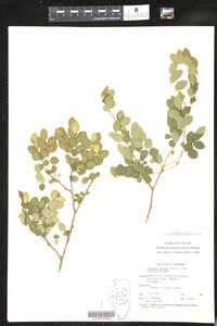 Image of Phyllanthus pinnatus