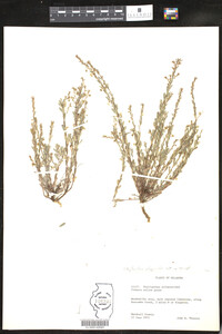 Phyllanthus polygonoides image