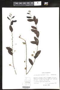 Image of Phyllanthus sikkimensis
