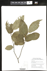 Image of Sapium japonicum