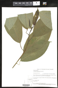 Image of Sapium latifolium