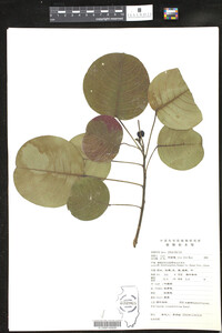 Image of Sapium rotundifolium