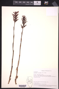 Spiranthes orchioides image
