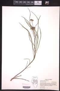 Asclepias longifolia image