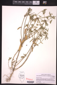 Croton glandulosus image