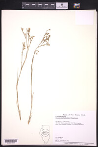 Image of Paronychia lindheimeri