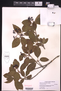 Viburnum cassinoides image