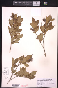 Lyonia ligustrina image