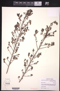 Image of Gaylussacia frondosa var. tomentosa