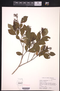 Lyonia ligustrina image
