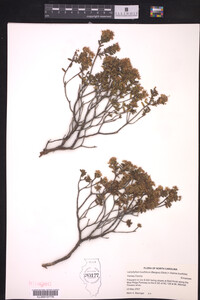 Leiophyllum buxifolium image