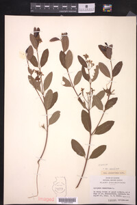 Apocynum cannabinum var. glaberrimum image