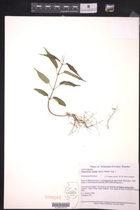 Mesechites trifida image