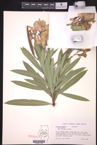 Nerium oleanader image