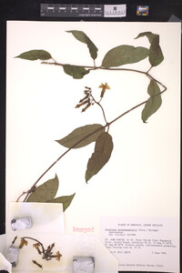 Prestonia quinquangularis image