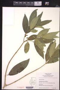 Tabernaemontana citrifolia image