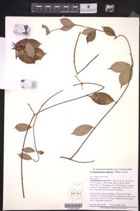 Trachelospermum difforme image