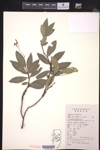 Trachelospermum jasminoides var. heterophylla image