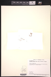 Image of Crassula coronata