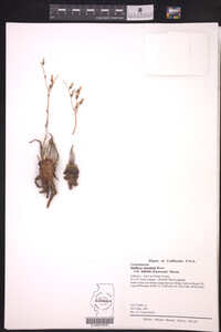 Image of Dudleya abramsii ssp. murina