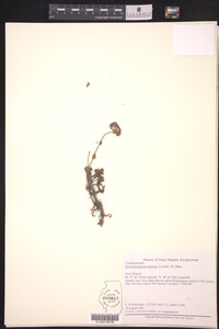 Hylotelephium ewersii image