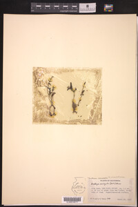 Image of Dudleya variegata