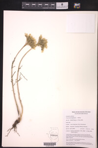 Image of Pseudosedum longidentatum