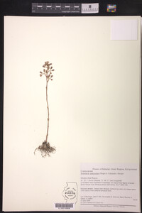 Image of Rosularia paniculata