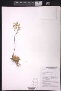 Image of Rosularia platyphylla