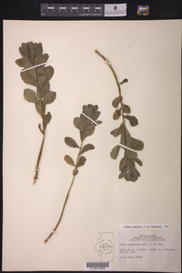 Sedum telephium ssp. telephium image