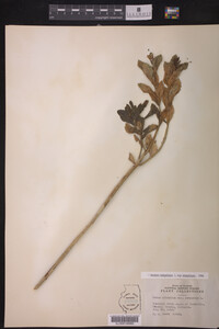Sedum telephium ssp. telephium image