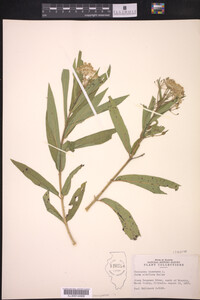 Asclepias incarnata f. albiflora image