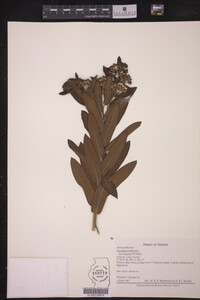 Image of Asclepias tuberosa ssp. interior