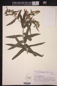 Image of Asclepias tuberosa var. interior