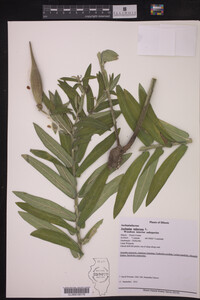 Asclepias tuberosa ssp. interior image