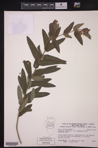 Asclepias tuberosa ssp. interior image