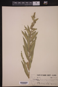 Asclepias viridiflora var. lanceolata image