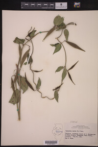 Cynanchum nigrum image