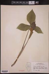 Arisaema triphyllum ssp. stewardsonii image