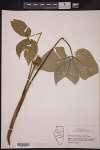 Arisaema triphyllum ssp. stewardsonii image