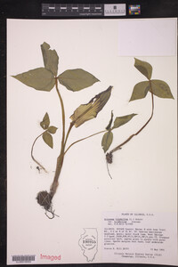 Arisaema triphyllum var. triphyllum image