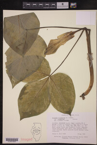 Arisaema triphyllum var. triphyllum image