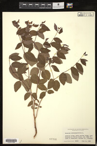 Apocynum androsaemifolium image