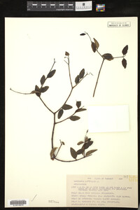 Image of Cameraria latifolia
