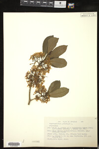 Image of Tabernaemontana citrifolia