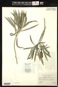 Image of Thevetia peruviana