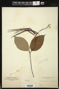 Trachelospermum difforme image